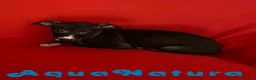 Pequeño Lebrel Italiano perros en venta: Lebrel Italiano Hembra 6224 de BN- AQUANATURA en Barcelona - Anuncio 5