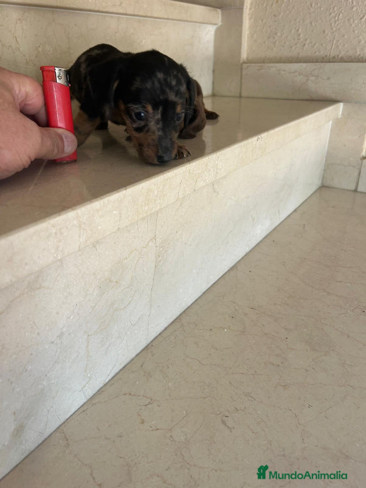 Teckel perros Teckel kanichen maxima calidad - Anuncio 1