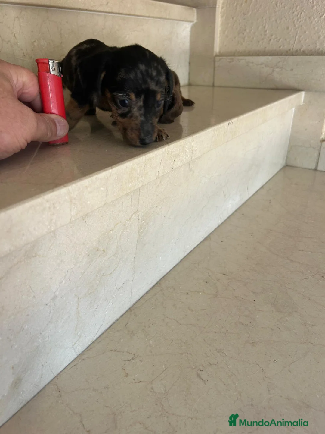 Teckel perros en venta: Teckel kanichen maxima calidad - Anuncio 1