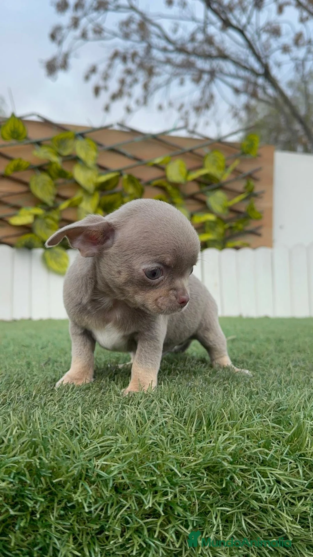 Chihuahua perros en venta: CHIHUAHUA LILAC AND TAN - Anuncio 9