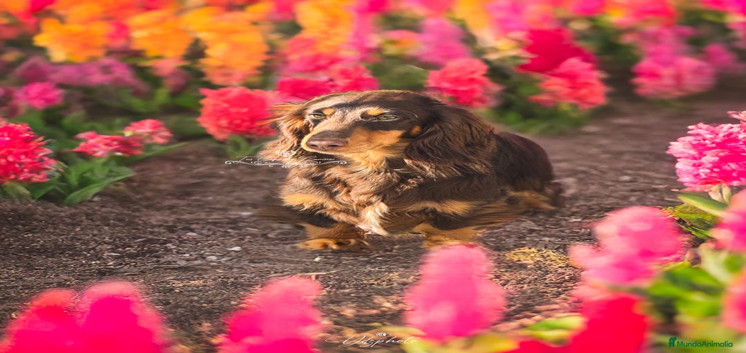 Imagen de galería {{count}}