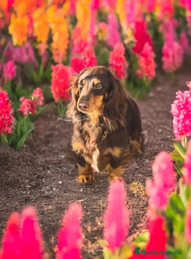 Imagen de galería {{count}}