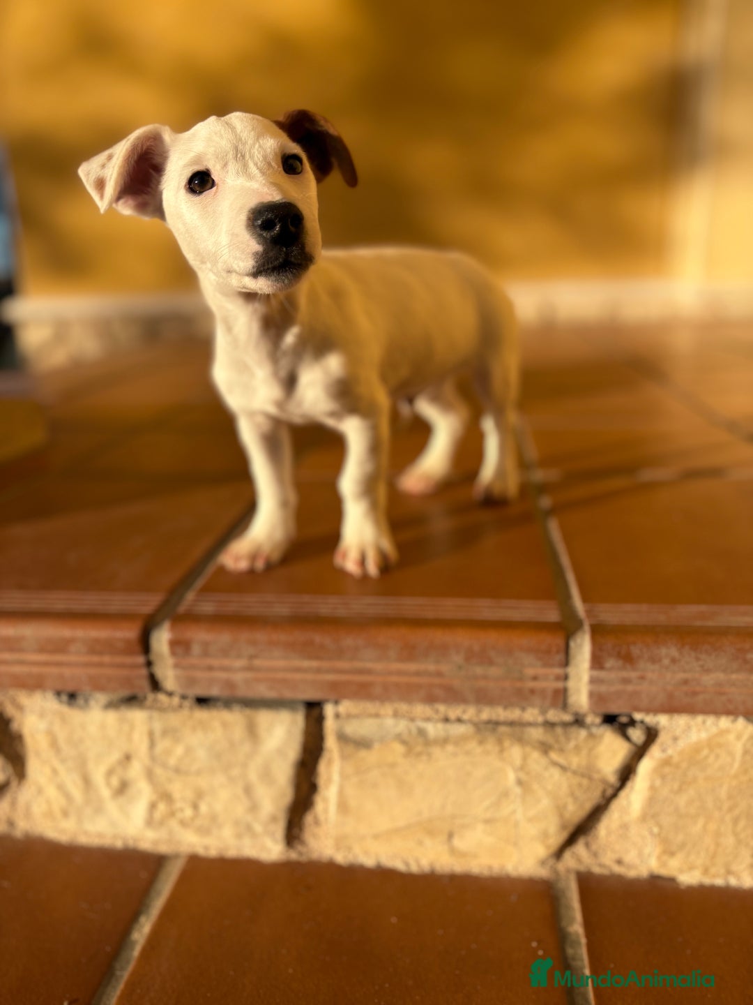 Jack Russell Terrier perros en venta: Cachorro macho de Jack Russell  - Anuncio 24