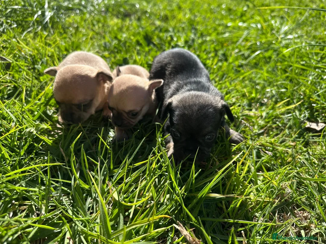 Chihuahua perros en venta: Chihuahua camada - Anuncio 2