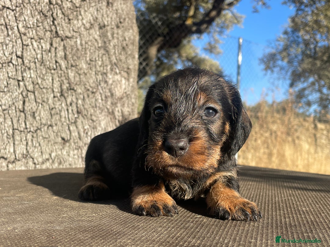 Teckel perros en venta: Teckel de pelo duro  - Imagen 1