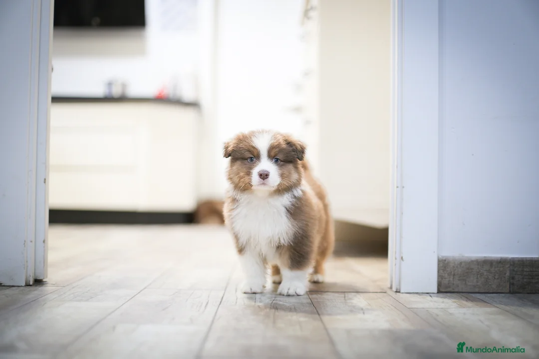 Pastor Australiano perros en venta: Cachorros de Pastor australiano  - Anuncio 17