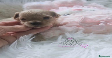 Maltipoo perros - Anuncio 6