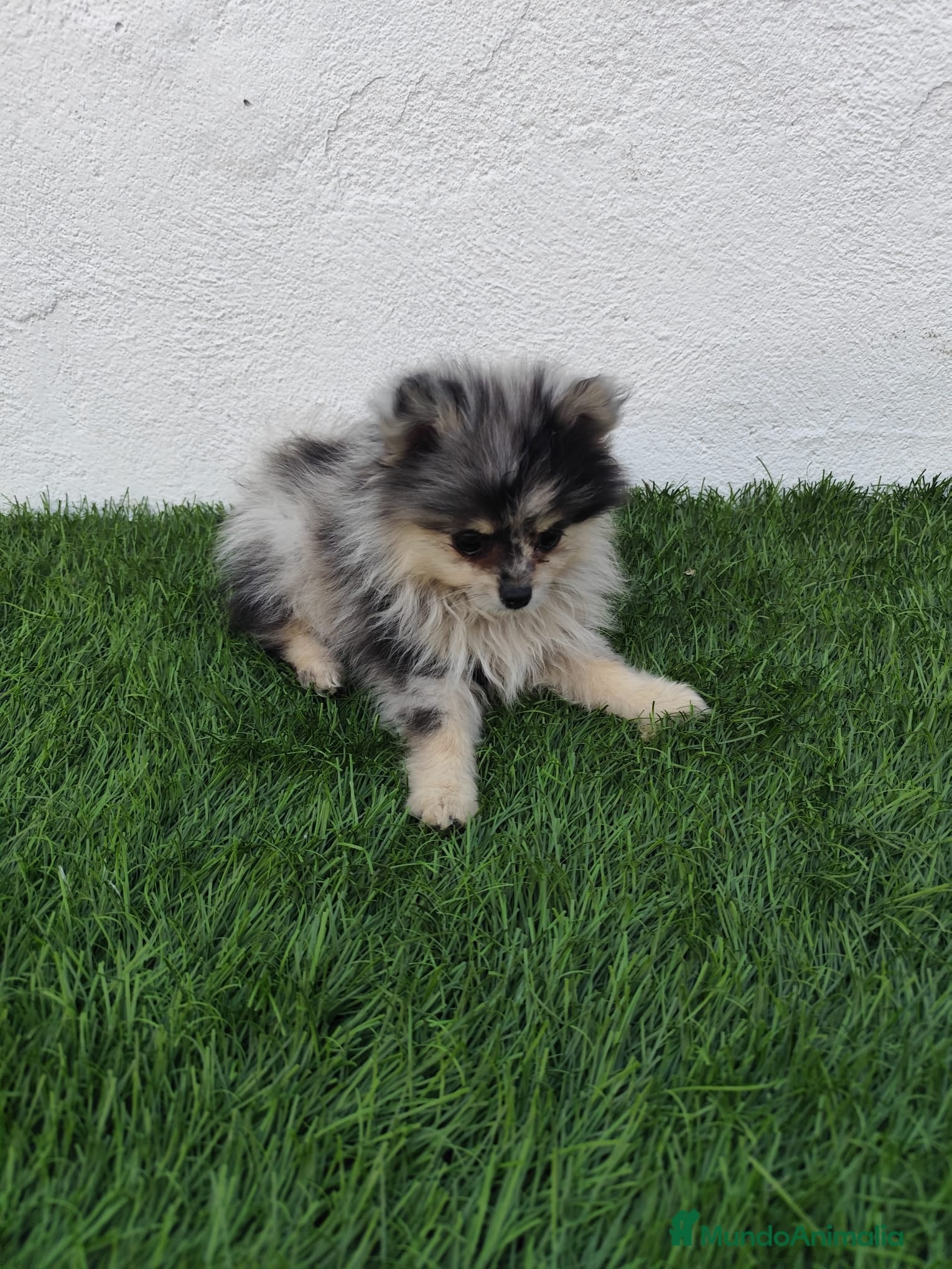 Pomerania perros en venta: Pomerania toy  - Anuncio 8