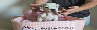 American Staffordshire-Terrier 5