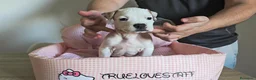 American Staffordshire-Terrier perros en venta: American Staffordshire Terrier  - Anuncio 11
