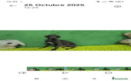 Pequeño Lebrel Italiano perros en venta: Pequeño lebrel italiano  - Imagen 4