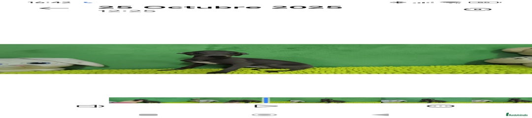 Pequeño Lebrel Italiano Cachorro 2