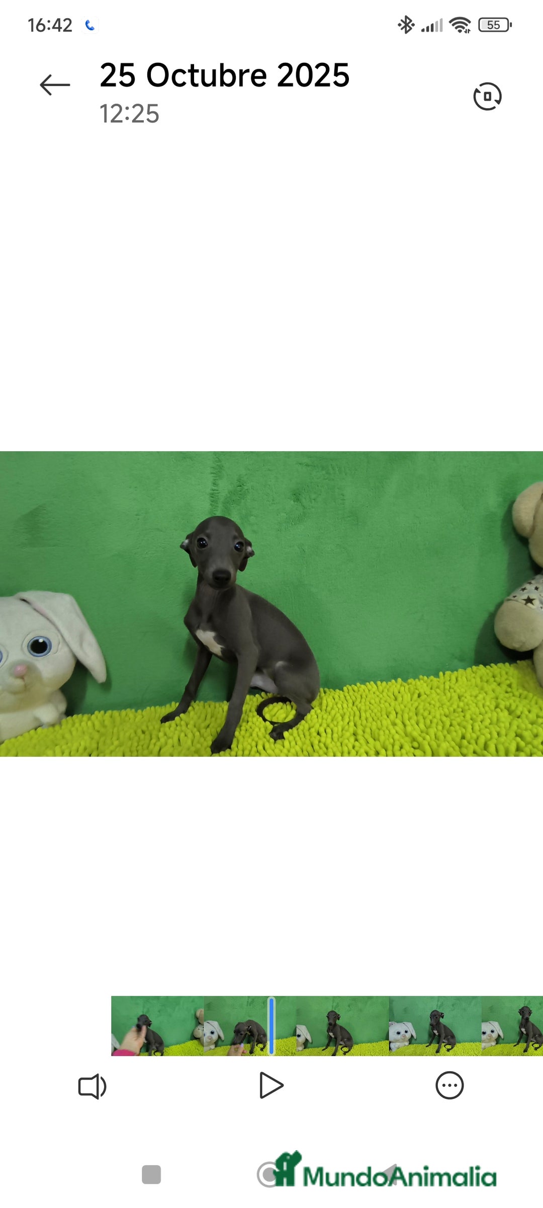 Pequeño Lebrel Italiano perros en venta: Pequeño lebrel italiano  - Imagen 4