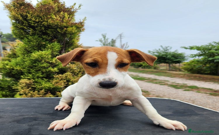 Jack Russell Terrier perros - Anuncio 4