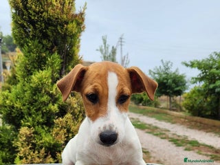 Jack Russell Terrier perros - Anuncio 16