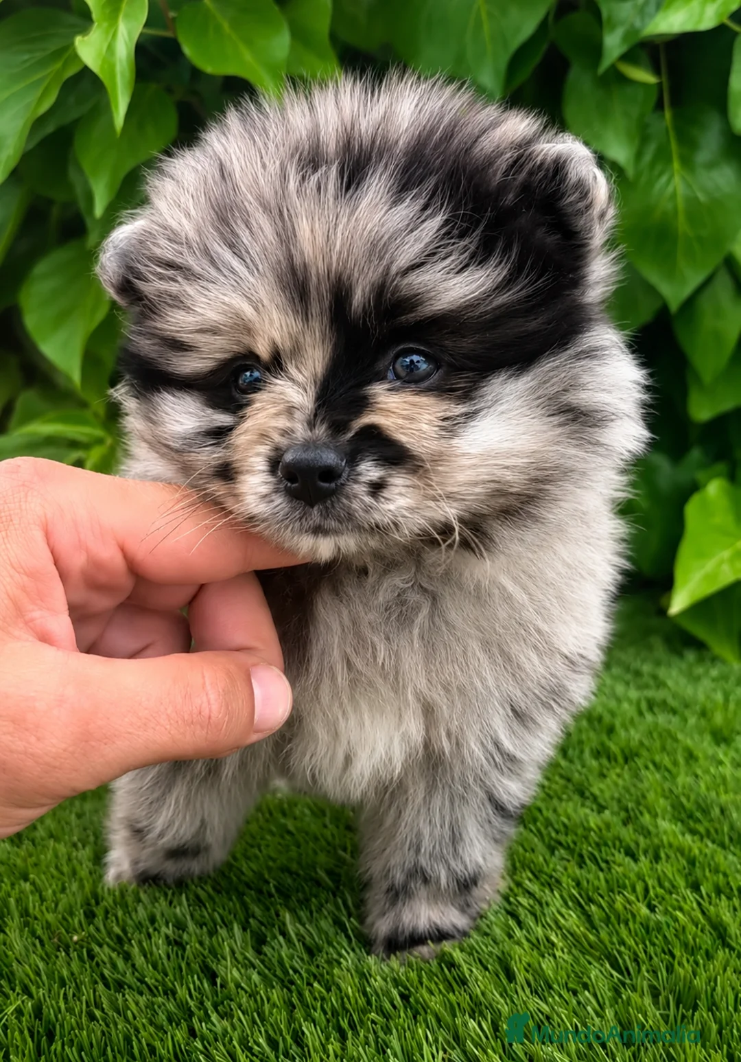 Pomerania perros en venta: Pomerania hembra TOY - Anuncio 1