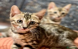 Bengalí gatos en venta: Gatita Bengalí - 3 Meses - Anuncio 10