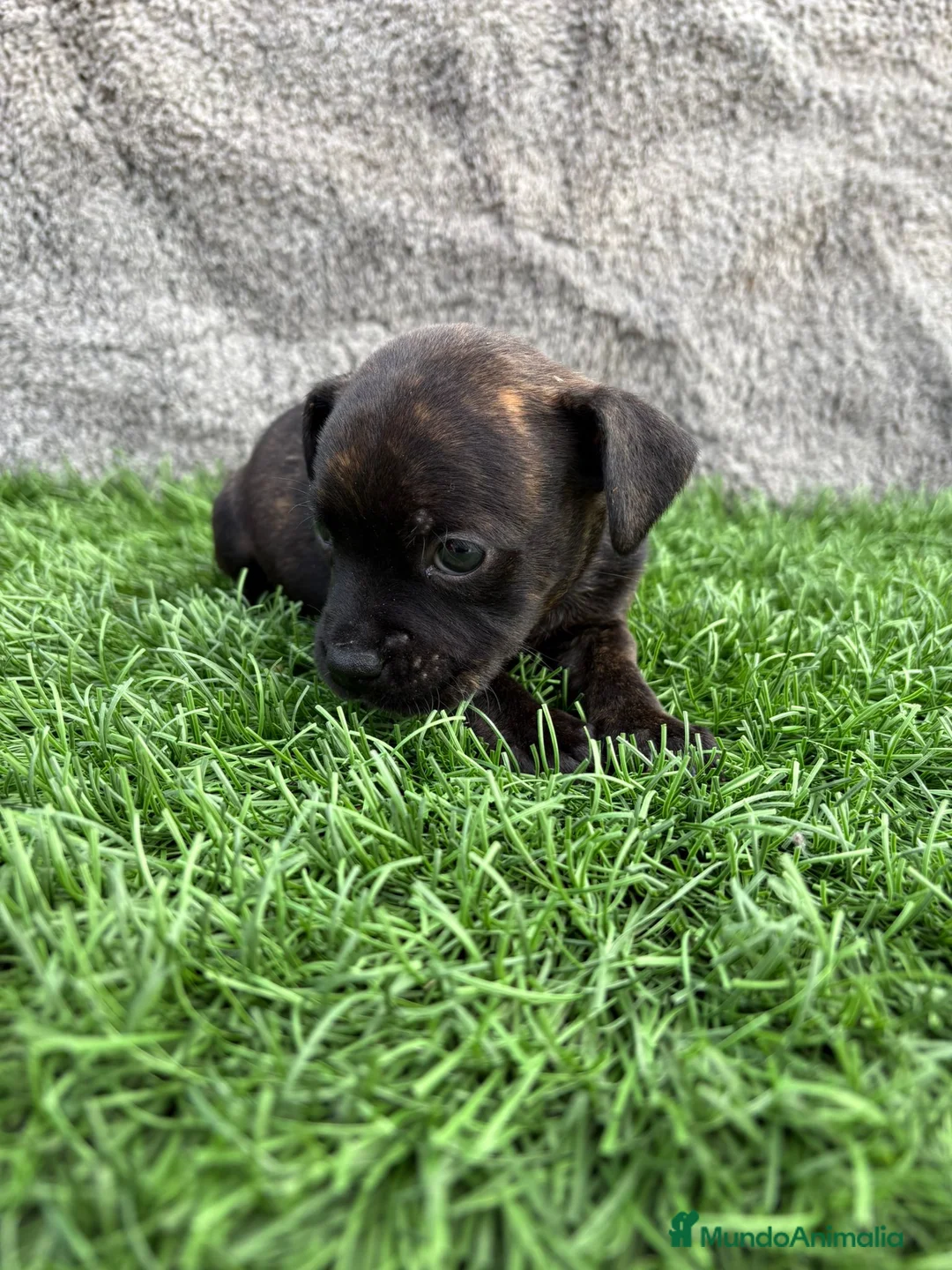 Staffordshire Bull Terrier perros en venta: Cachorro macho de Staffordsshire Bull Terrier  - Anuncio 9