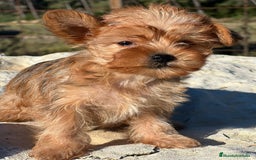 Yorkshire Terrier perros en venta: yorkshire rubia - Imagen 2
