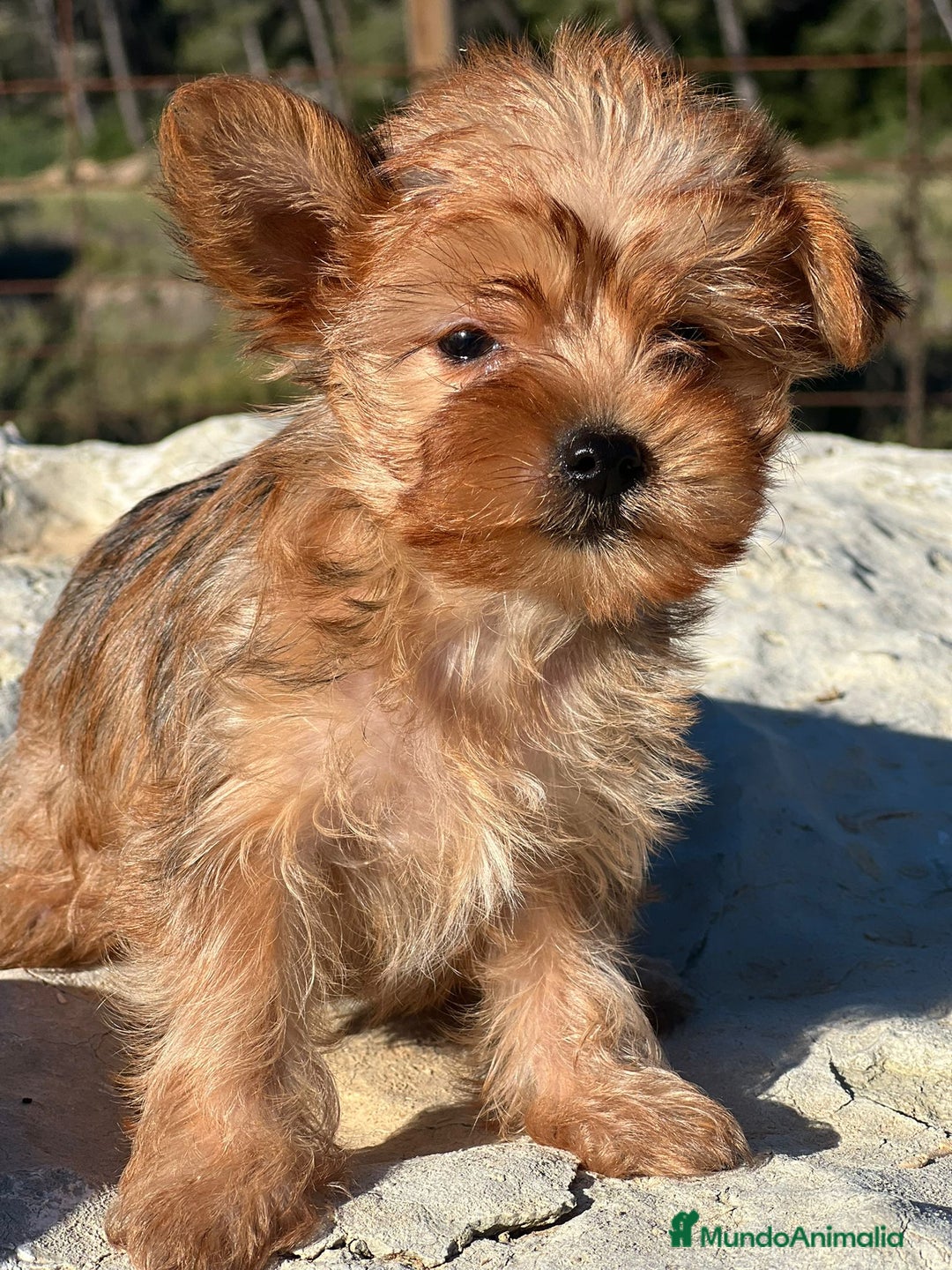 Yorkshire Terrier perros en venta: yorkshire rubia - Imagen 2
