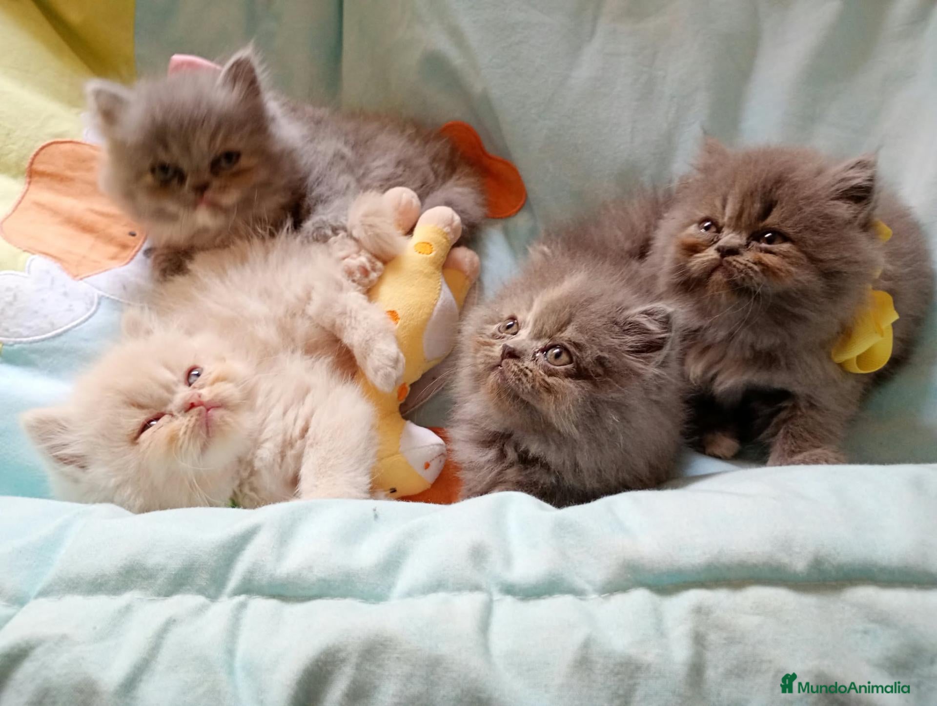 Himalayo gatos Gatito persa himalayo listo para entregar - Anuncio 1