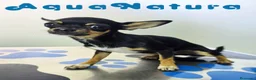 Chihuahua perros en venta: Chihuahua Hembra 1921 AQUANATURA - Anuncio 10