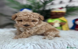 Caniche Toy perros en venta: CANICHE TOY - Anuncio 4