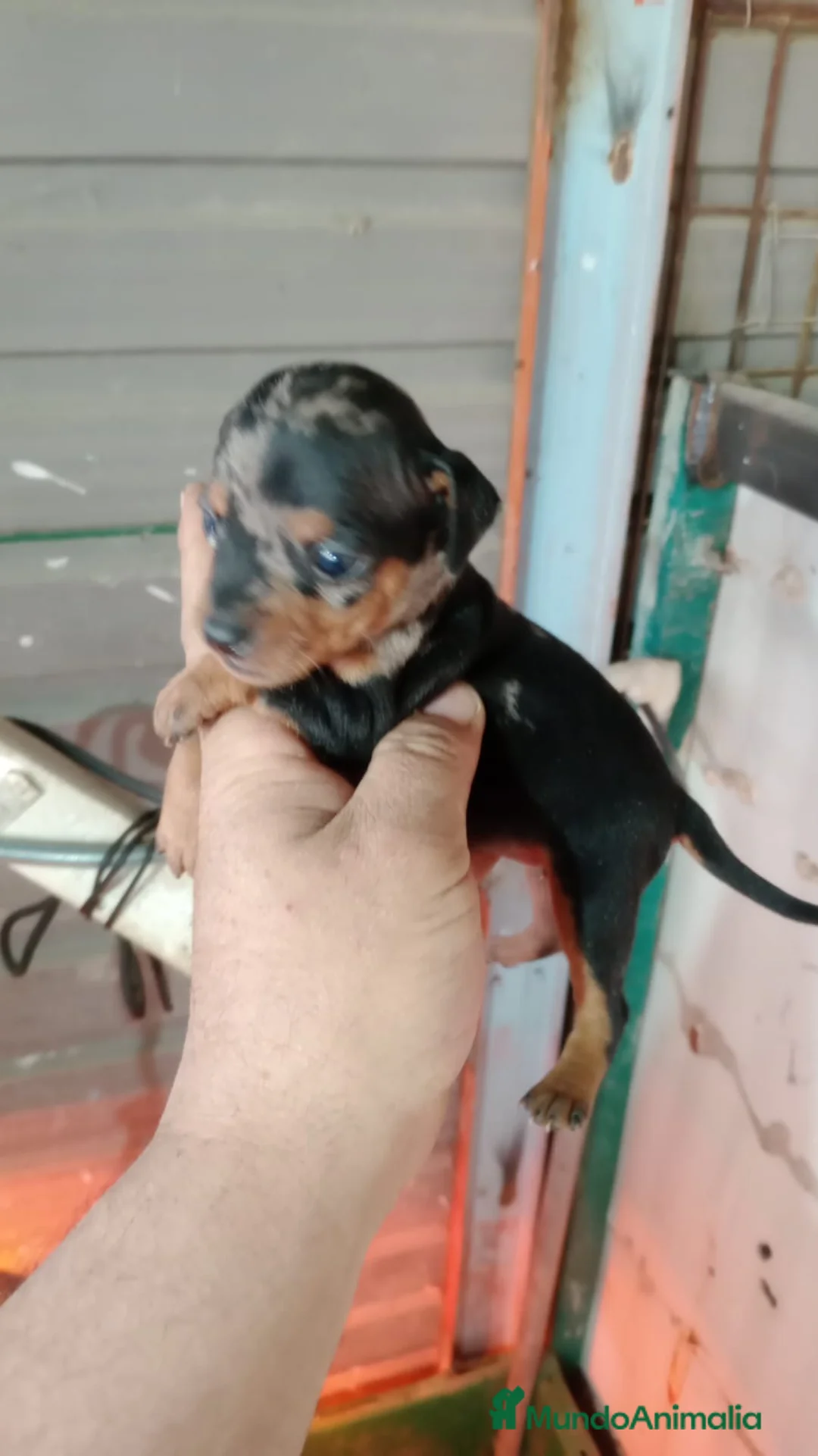 Ratón de Praga perros en venta: Ratón de praga - Anuncio 1