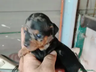 Ratón de Praga perros Ratón de praga - Anuncio 1