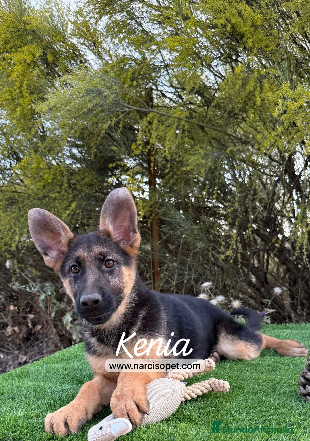 Pastor Alemán perros en venta: BEBE DE PASTOR ALEMAN - Anuncio 2