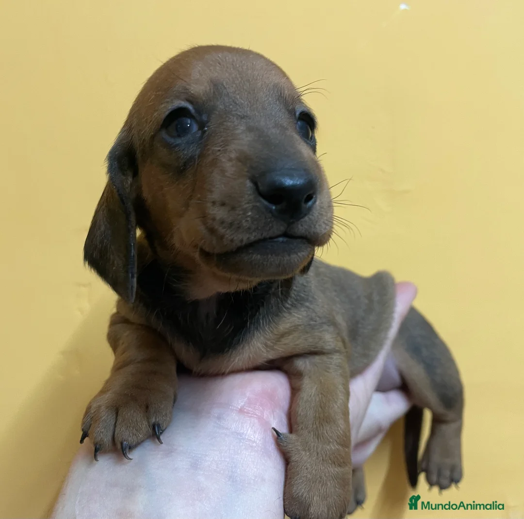 Teckel perros en venta: Teckel kaninchen-miniatura en Ciudad Real - Anuncio 2