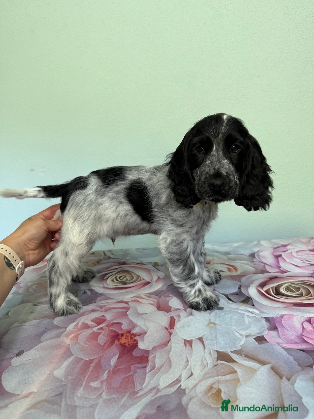Cocker Spaniel Inglés perros en venta: Preciosos machos cocker inglés  - Imagen 8