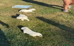 Golden Retriever perros en venta: NUEVAS CAMADAS GOLDEN RETRIEVER  - Imagen 6