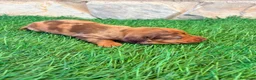 Teckel Miniatura perros en venta: Teckel Miniatura merle chocolate - Anuncio 19