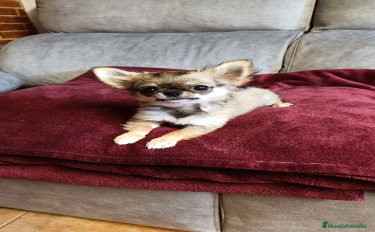 Chihuahua perros - Propaganda 1