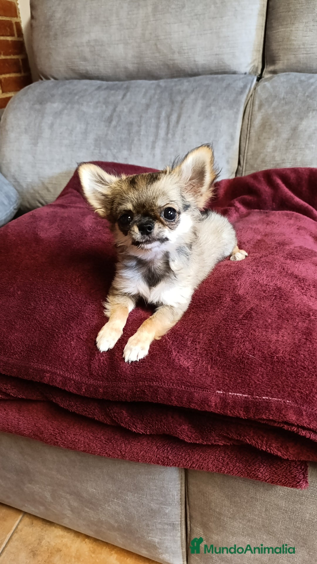Chihuahua perros en venta: hembrita de chihuahua - Imagen 1