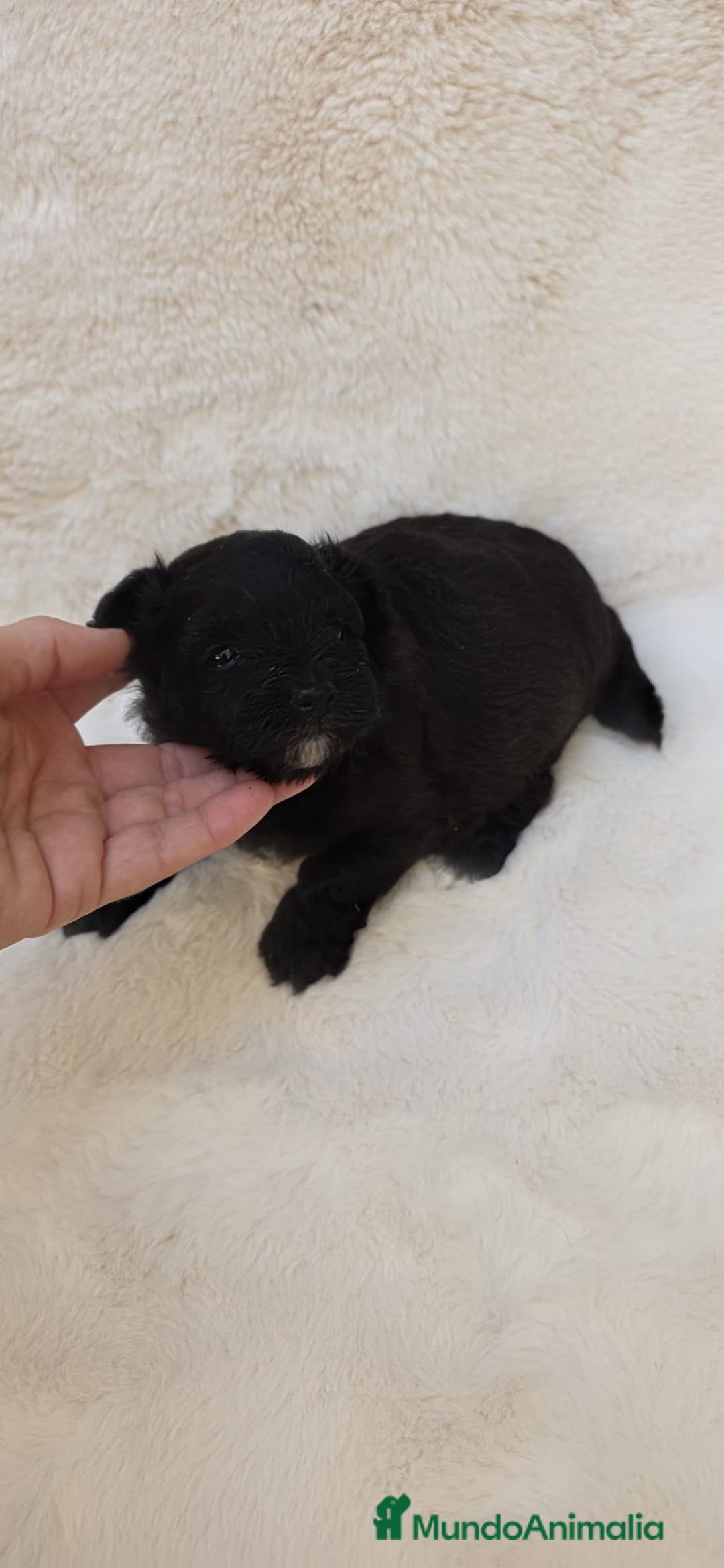 Shih Tzu perros en venta: Shitzu toy 🐾💙💙 - Imagen 8