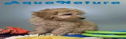 Havapoo perros en venta: Havapoo Macho de Haya y Can 8300 AQUANATURA - Anuncio 10