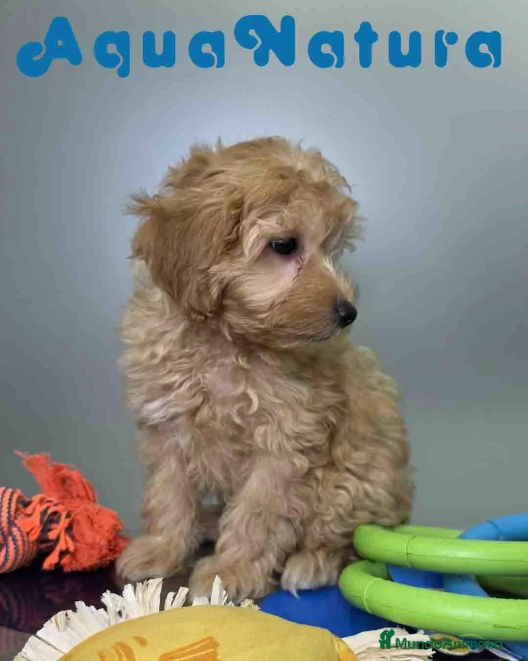 Havapoo perros en venta: Havapoo Macho de Haya y Can 8300 AQUANATURA - Anuncio 10
