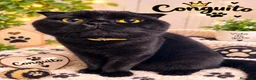 Scottish Fold gatos en venta: Macho  - Anuncio 1