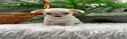 Chihuahua perros en venta: CHIHUAHUA - Anuncio 4