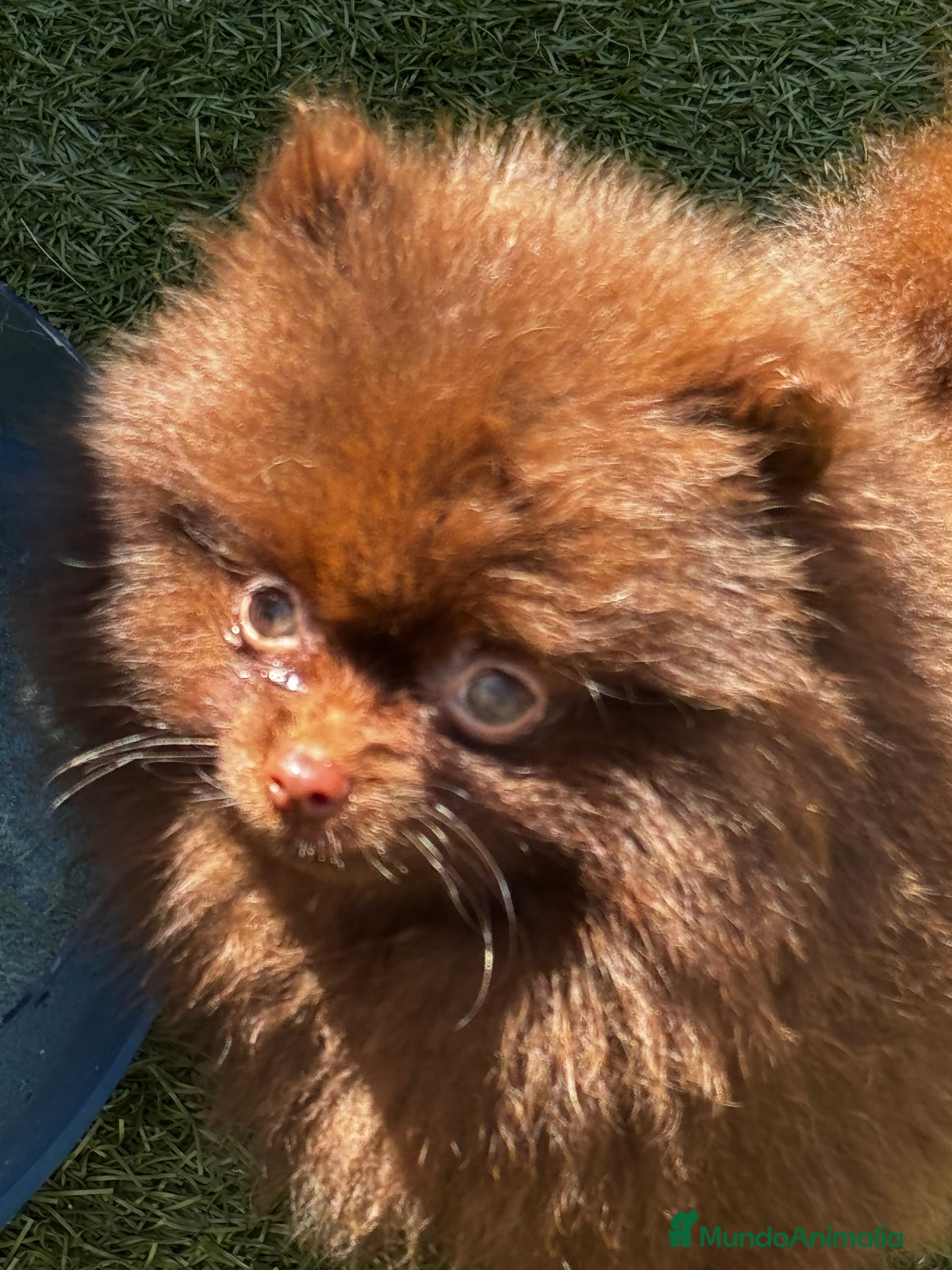 Pomerania perros Pomerania de calidad superior en Illes Balears - Anuncio 2