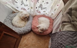 Bichón Maltés perros en venta: Excelente camada disponible!  - Imagen 5