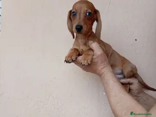 Teckel perros Teckel mini - Anuncio 1