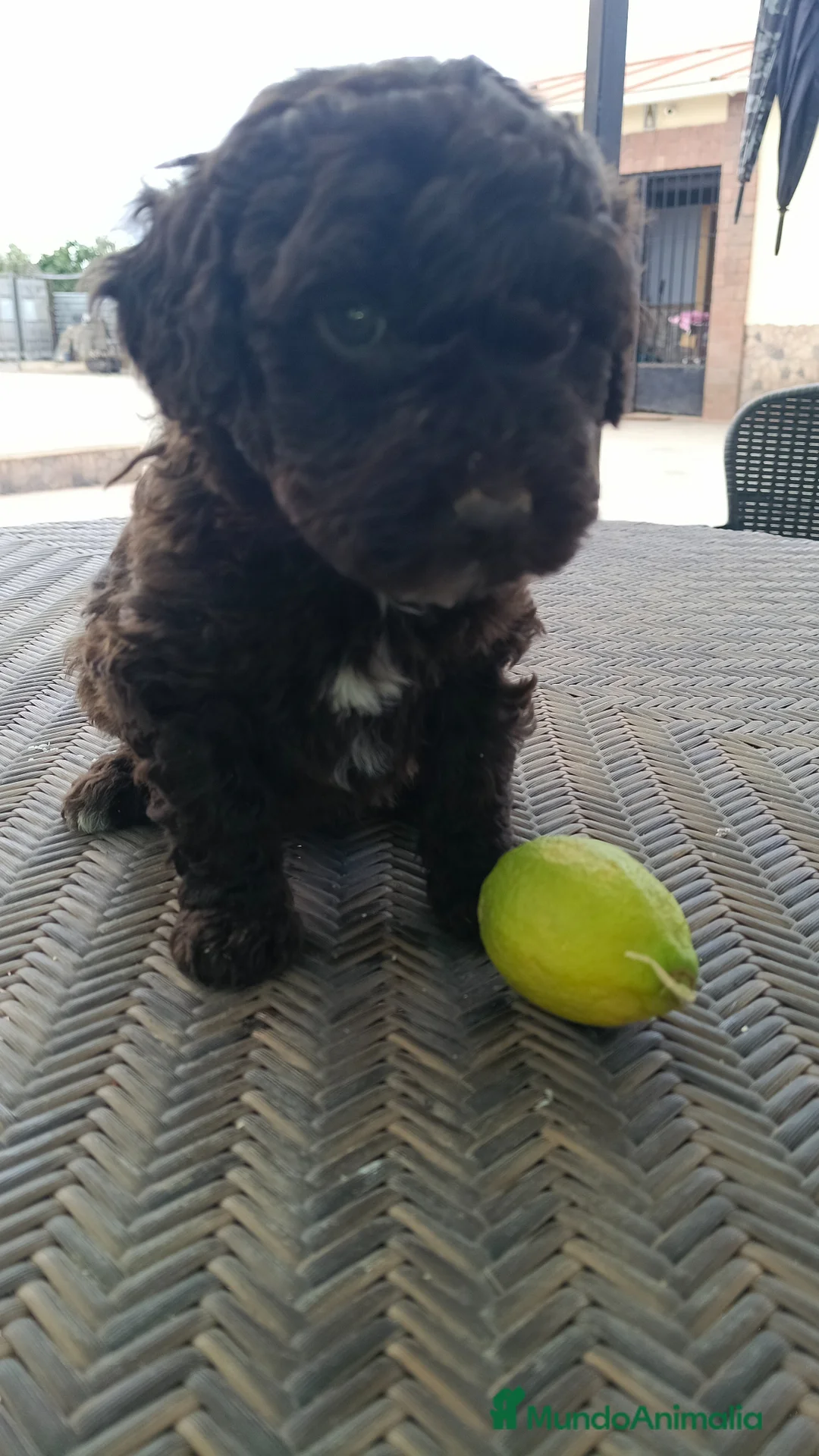 Perro de Agua Español perros en venta: Perro de agua chocolate  - Anuncio 3