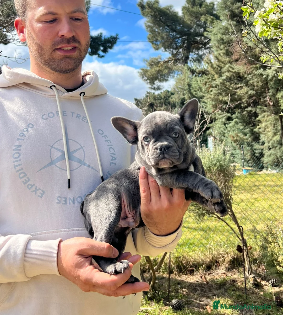 Bulldog Francés perros en venta: Bulldog francés  - Anuncio 2