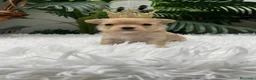 Maltipoo perros en venta: MALTIPOO TOY COREANOS  - Anuncio 35