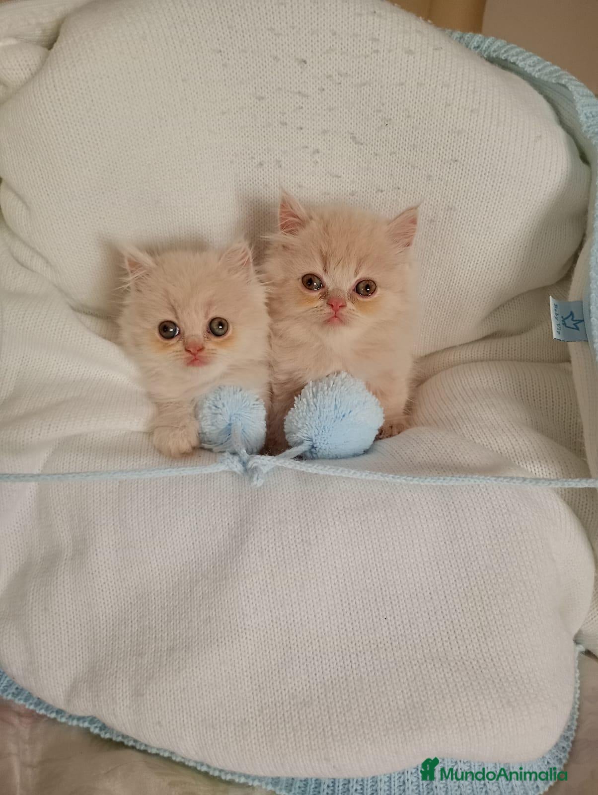 Persa gatos Gatitos persa himalayo  - Anuncio 1