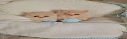 Persa gatos en venta: Gatitos persa himalayo  - Anuncio 1