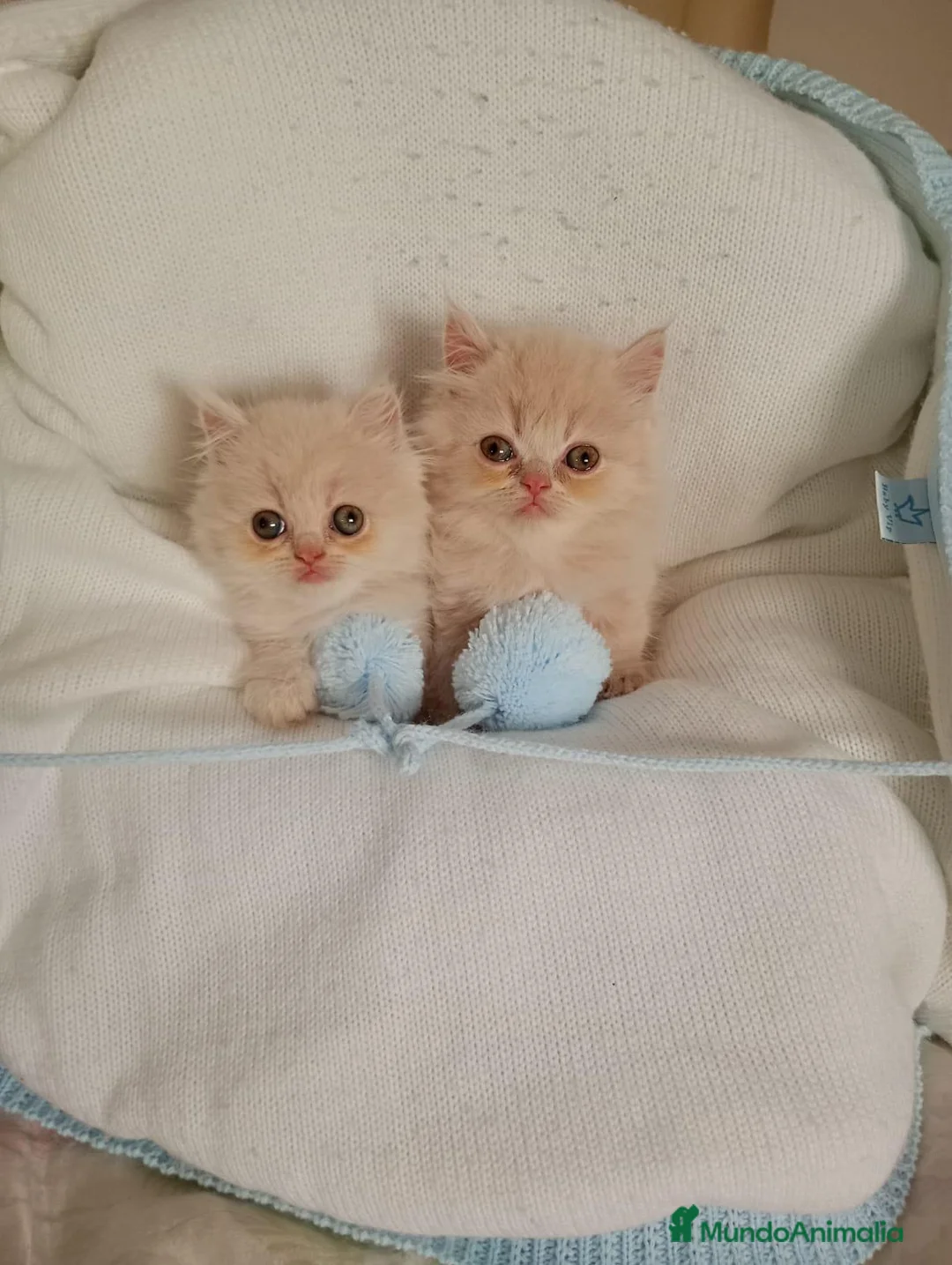 Persa gatos en venta: Gatitos persa himalayo  - Anuncio 1